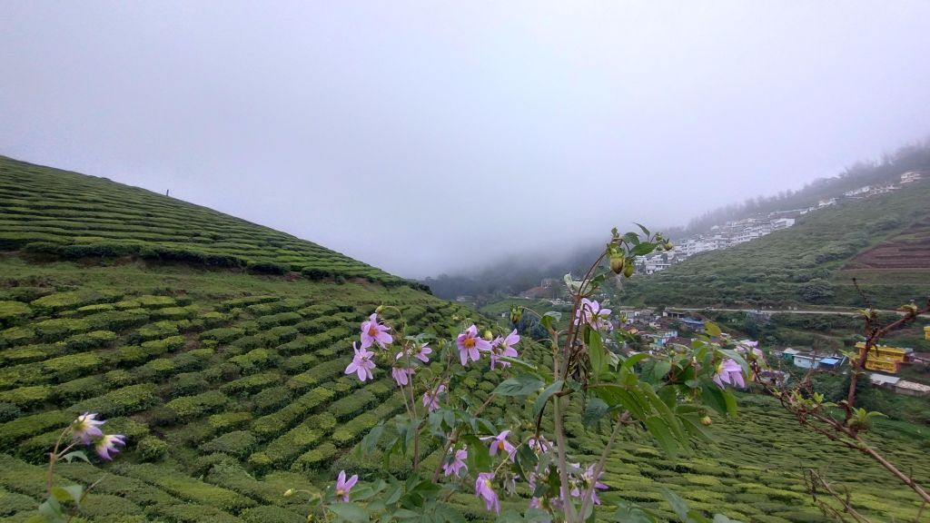 Wayanad & Ooty