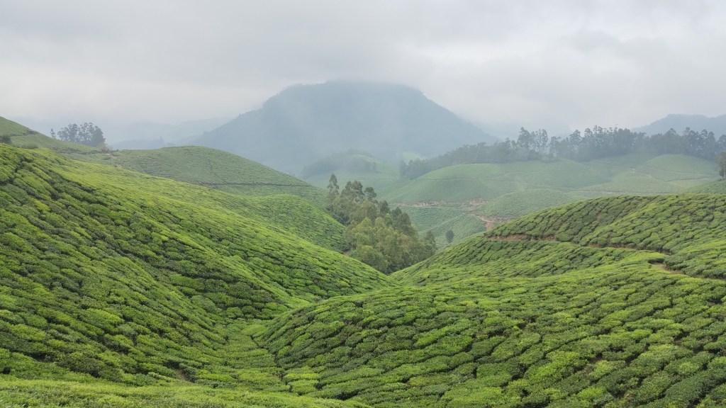 Breathtaking view of tea gardens Munnar