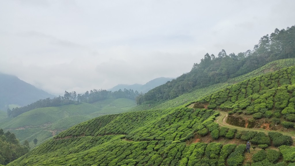 Scenic Munnar
