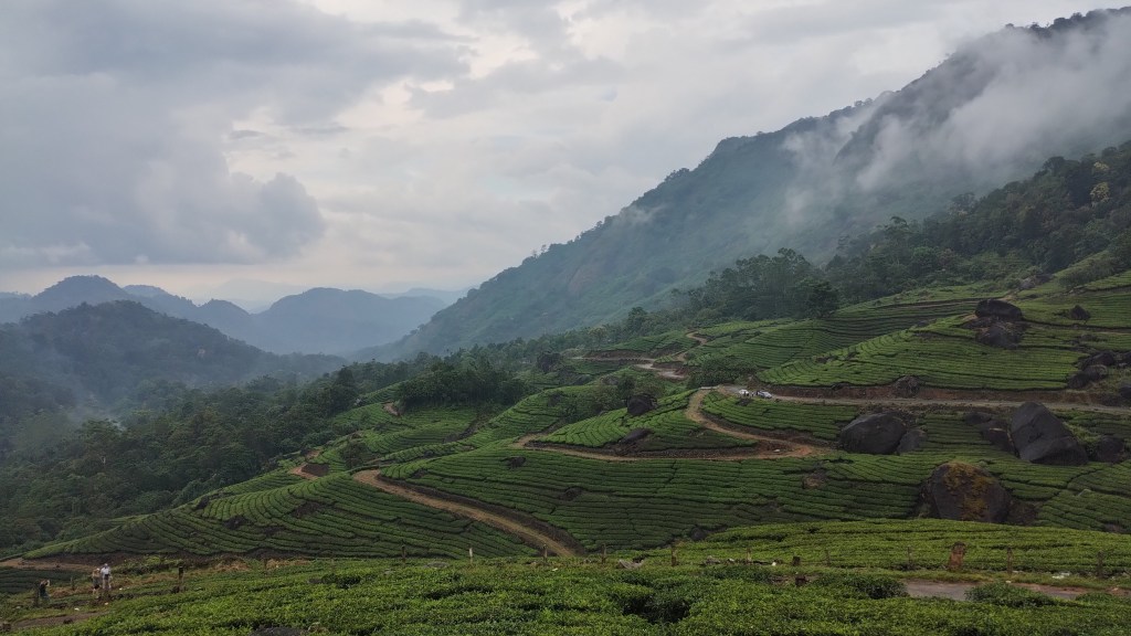 Stunning tea gardens of Munnar