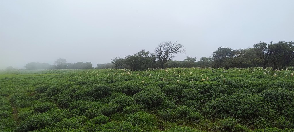 Kaas plateau