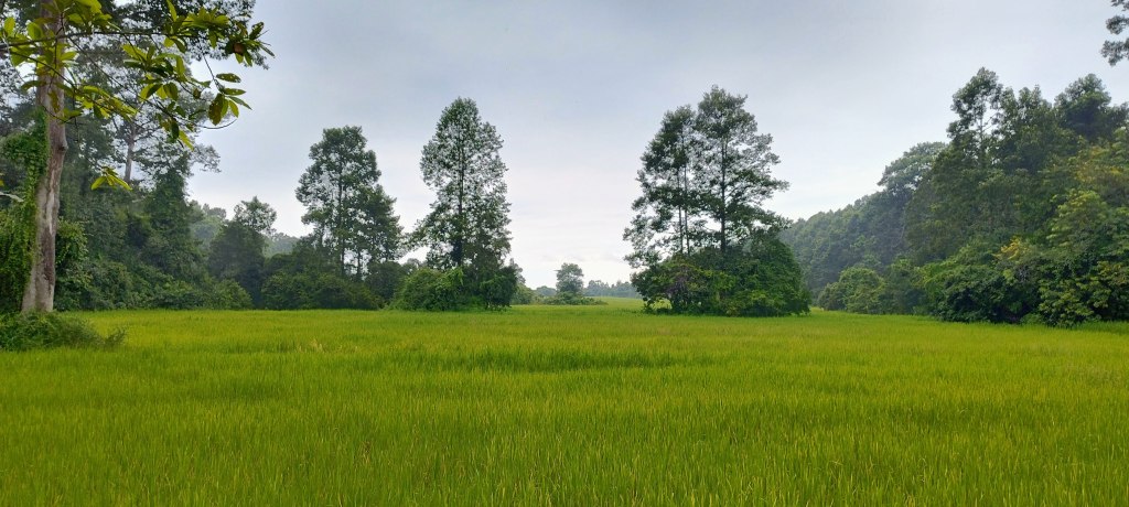 Green and beautiful Siem Reap